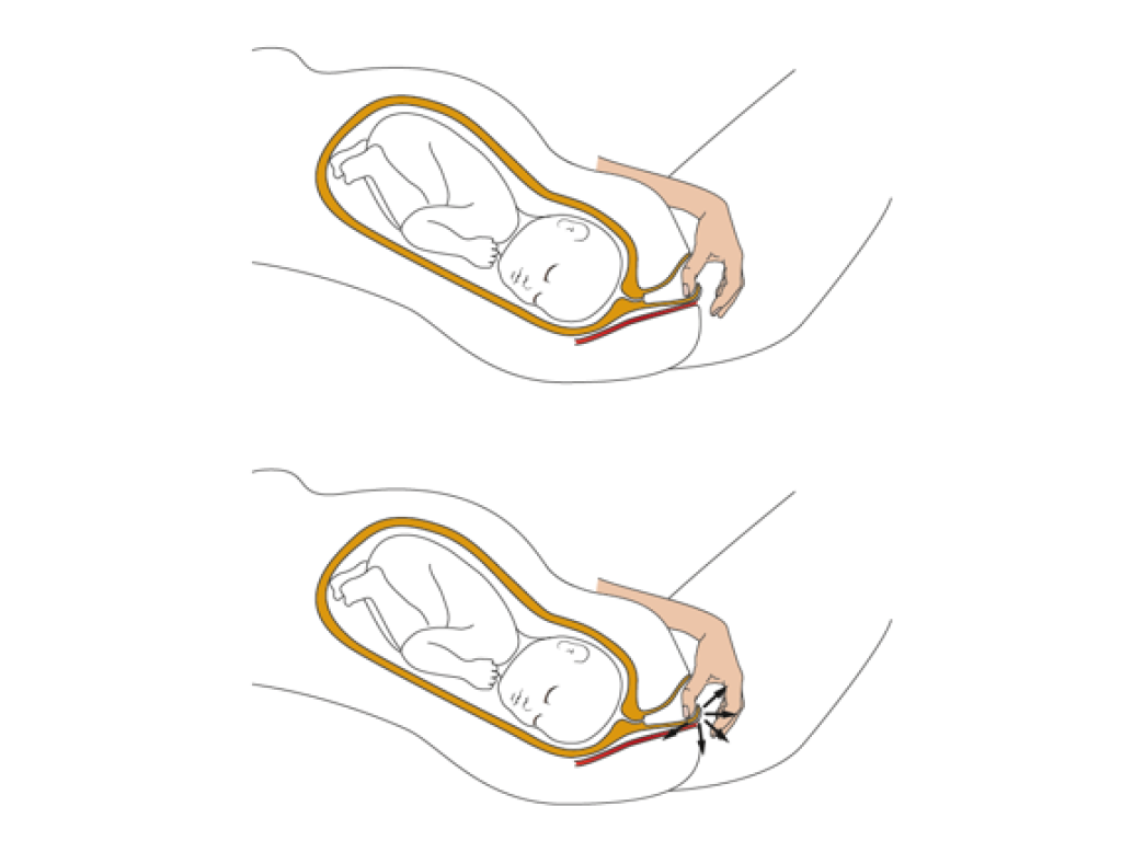 ardo natal perimassage (50ml) Pregnancy & Birth